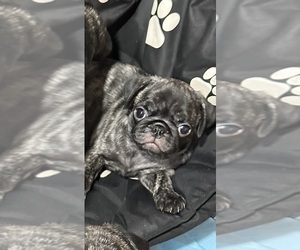 Medium Pug