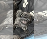 Puppy Puppy 7 Georgie Pug