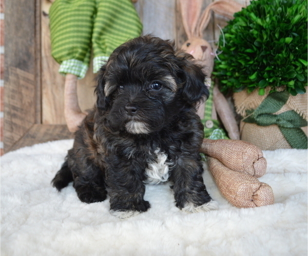 Medium Photo #4 Poodle (Miniature)-Shorkie Tzu Mix Puppy For Sale in HONEY BROOK, PA, USA