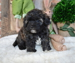 Small Photo #4 Poodle (Miniature)-Shorkie Tzu Mix Puppy For Sale in HONEY BROOK, PA, USA
