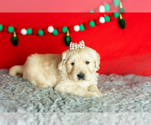 Golden Retriever Puppy for sale in WOLCOTTVILLE, IN, USA