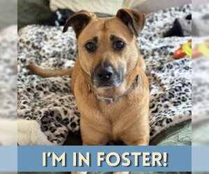 German Shepherd Dog Dogs for adoption in Alameda, CA, USA