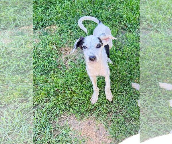 Medium Photo #3 Mutt Puppy For Sale in Plainfield, IL, USA