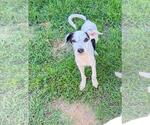 Small #2 Mutt