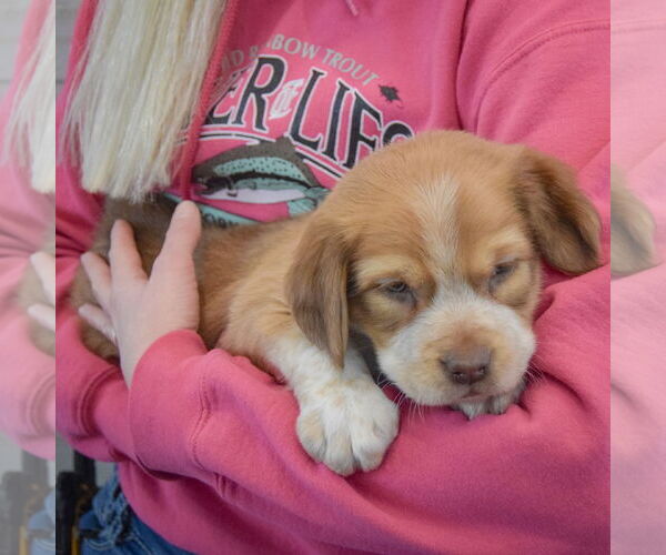Medium Photo #2 Boxador Puppy For Sale in Huntley, IL, USA