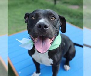 American Staffordshire Terrier-Unknown Mix Dogs for adoption in San Antonio, TX, USA
