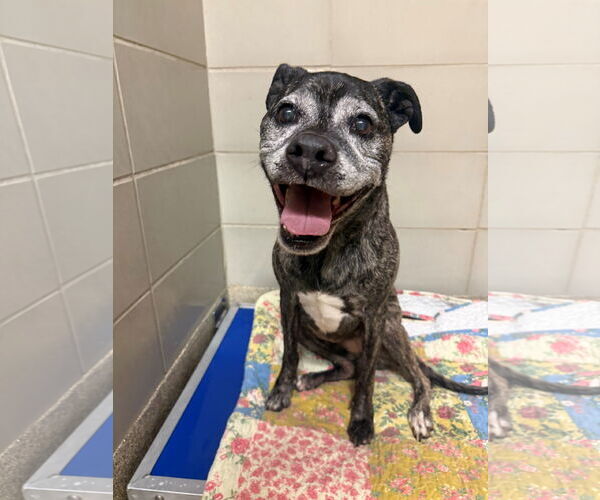 Medium Photo #4 Boxer-Unknown Mix Puppy For Sale in Virginia Beach, VA, USA