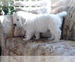 Small Photo #1 English Cream Golden Retriever Puppy For Sale in FOWLERVILLE, MI, USA