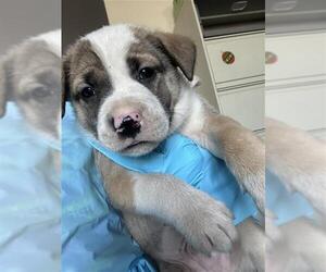 Mutt Dogs for adoption in San Antonio, TX, USA