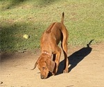 Small #8 Labrador Retriever-Rhodesian Ridgeback Mix