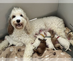 Small Photo #1 Australian Labradoodle Puppy For Sale in NAPLES, FL, USA