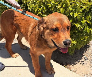 Chow Chow-Golden Retriever Mix Dogs for adoption in Rancho Cucamonga, CA, USA