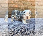 Small #5 English Bulldog