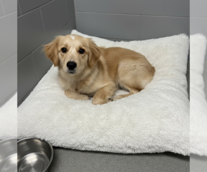 Golden Retriever-Unknown Mix Dogs for adoption in MIDWAY, UT, USA