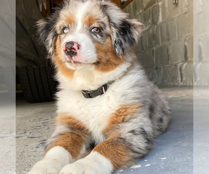 Miniature American Shepherd Puppy for sale in MANHATTAN, NY, USA