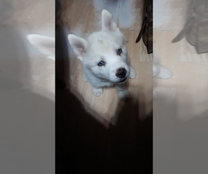 Siberian Husky Puppy for sale in OTTUMWA, IA, USA