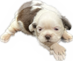 Puppy 1 Shih Tzu