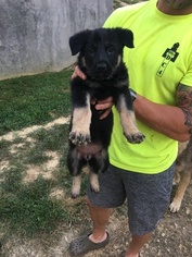 German Shepherd Dog Puppy for sale in MORGANTOWN, KY, USA