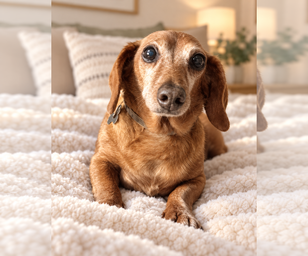 Medium Photo #1 Dachshund Puppy For Sale in Los Angeles, CA, USA