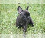 Small Photo #4 French Bulldog Puppy For Sale in ROYAL PALM BEACH, FL, USA