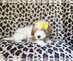 Small #3 Cavapoo