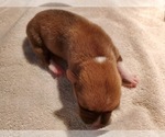 Small Photo #7 Pembroke Welsh Corgi Puppy For Sale in JURUPA VALLEY, CA, USA