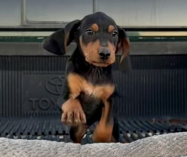 Medium Photo #1 Black and Tan Coonhound-Bluetick Coonhound Mix Puppy For Sale in OAK HILLS, CA, USA