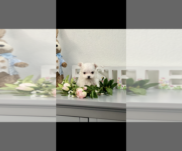 Medium Photo #5 Maltese Puppy For Sale in NILES, MI, USA