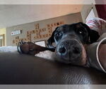 Small Doberman Pinscher