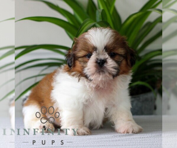 Medium Photo #4 Shih Tzu Puppy For Sale in GORDONVILLE, PA, USA