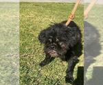 Small #1 Shih Tzu