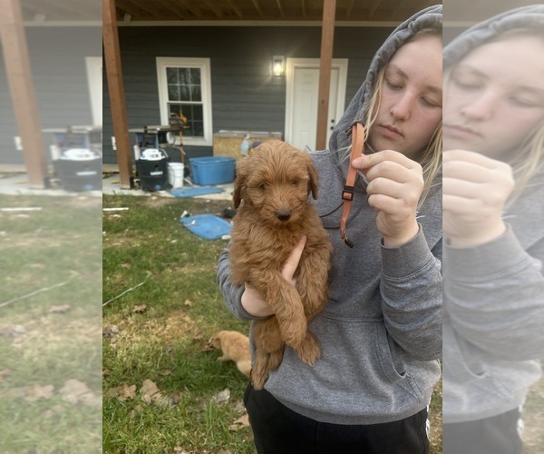 Medium Photo #12 Goldendoodle Puppy For Sale in MANSFIELD, MO, USA