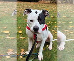 Small #6 American Bulldog