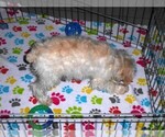 Small #2 Schnoodle (Miniature)