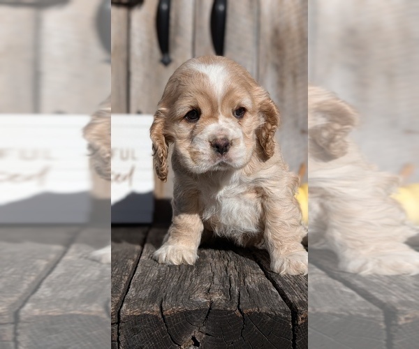 Medium Photo #11 Cocker Spaniel Puppy For Sale in GOSHEN, IN, USA