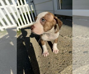 American Bulldog-Labrador Retriever Mix Dogs for adoption in Columbus, IN, USA