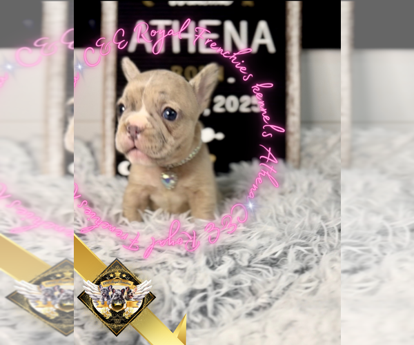 Medium Photo #7 French Bulldog Puppy For Sale in ATHENS, GA, USA