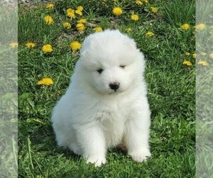 Samoyed Puppy for sale in WITHEE, WI, USA