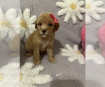 Small Photo #6 Poodle (Toy) Puppy For Sale in SYLMAR, CA, USA