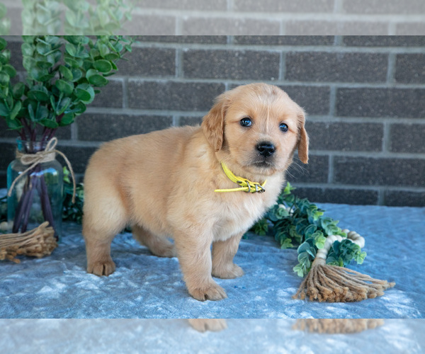 Medium Photo #12 Golden Retriever Puppy For Sale in MILLERSBURG, OH, USA