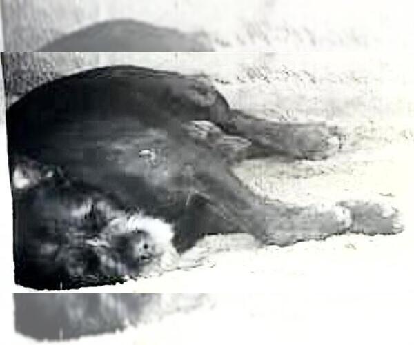 Medium Photo #1 Labrador Retriever-Unknown Mix Puppy For Sale in Houston, TX, USA