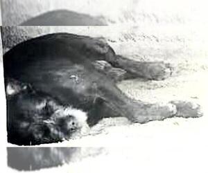 Labrador Retriever-Unknown Mix Dogs for adoption in Houston, TX, USA