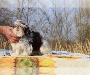 Shih Tzu Puppy for sale in DYERSBURG, TN, USA