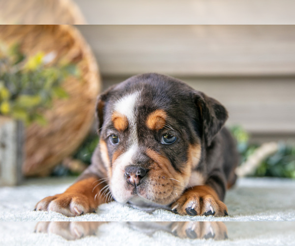 Medium Photo #4 Beabull Puppy For Sale in MILLERSBURG, OH, USA