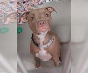 Medium American Staffordshire Terrier