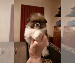 Small Photo #11 Pomeranian Puppy For Sale in HAWLEY, PA, USA