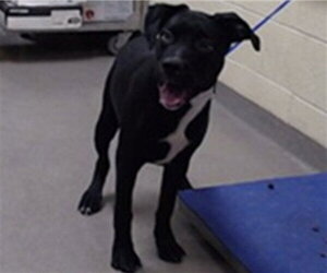 Labrador Retriever Dogs for adoption in Denver, CO, USA
