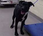 VESPER - Male Labrador Retriever Dog for Adoption - Small photo