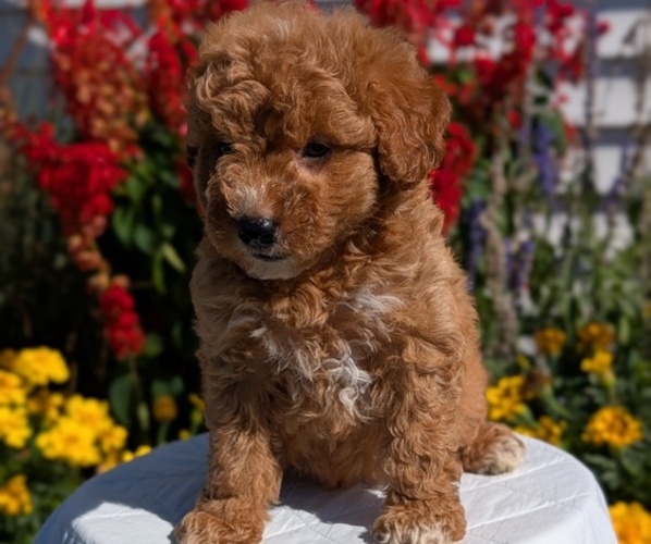 Medium Photo #3 Goldendoodle (Miniature) Puppy For Sale in GOSHEN, IN, USA