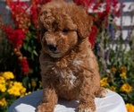 Small #2 Goldendoodle (Miniature)